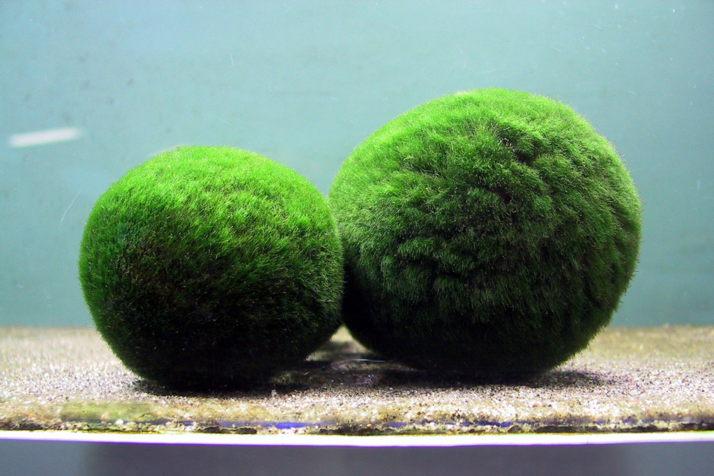 Pianta alga marimo San giuliano Milanese