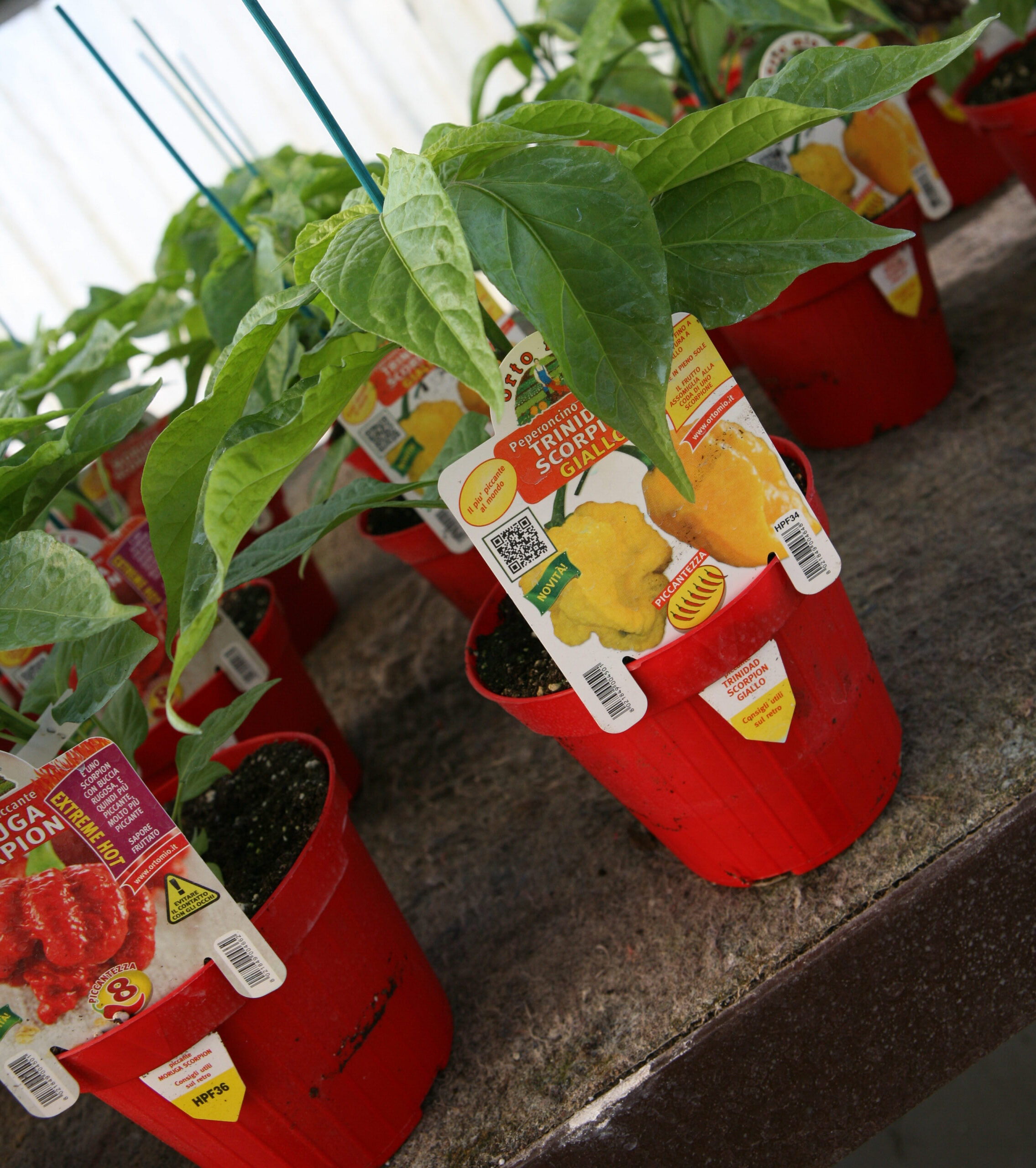 come coltivare peperoncino in casa in giardino San giuliano Milanese