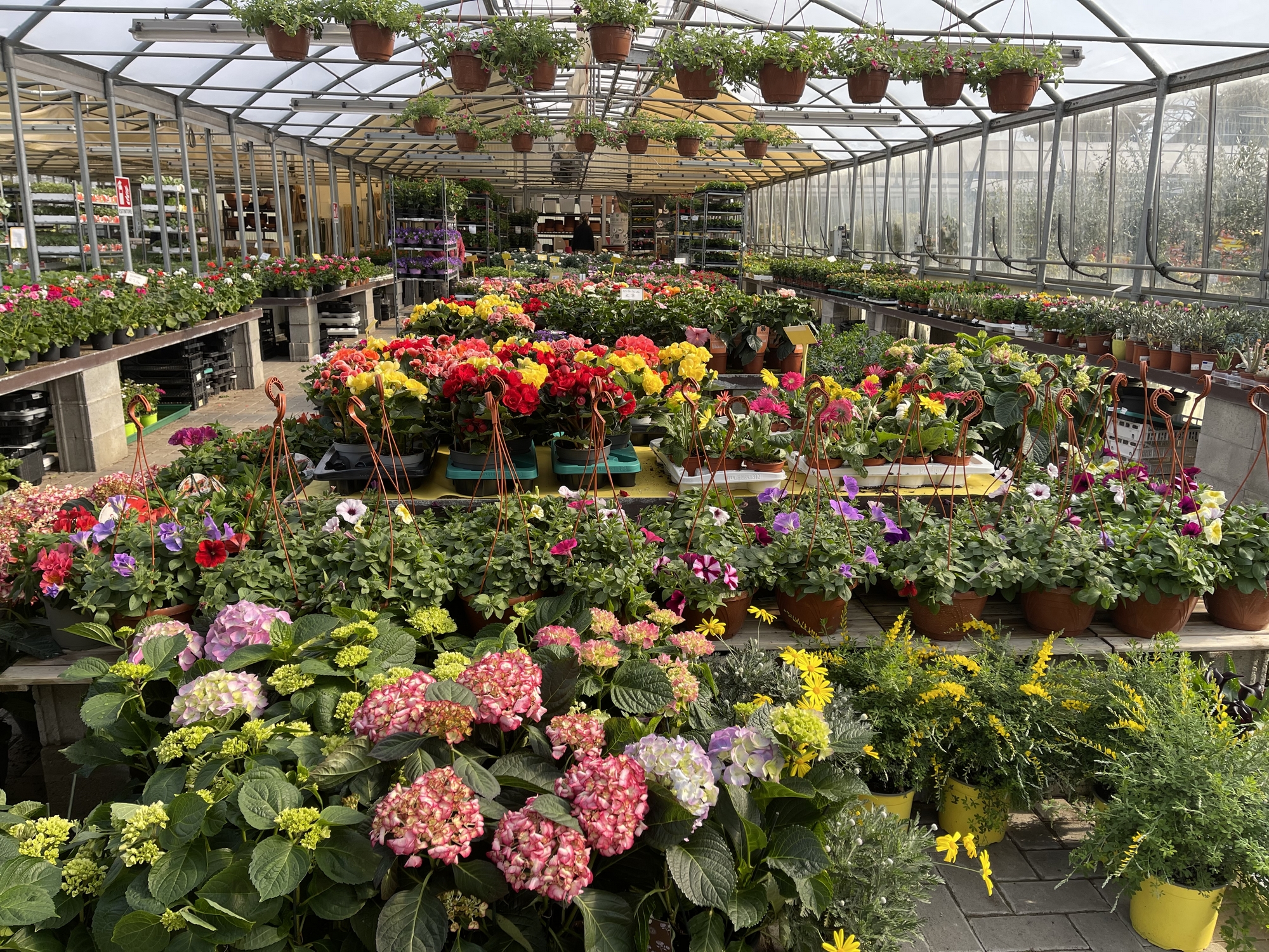 fiori piante da balconeSan Giuliano Milanese serra Giardinaggio primavera