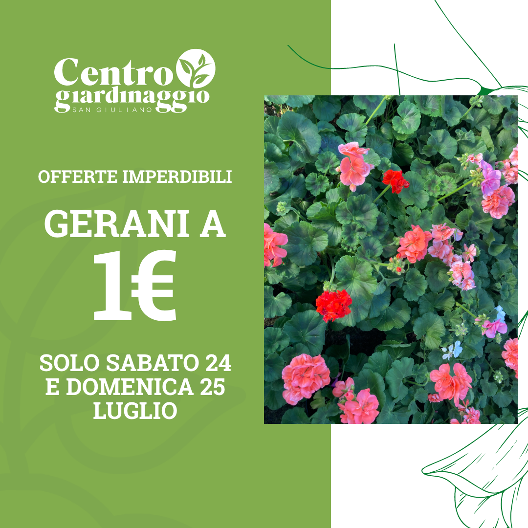 gerani fiori piante a San giuliano Milanese