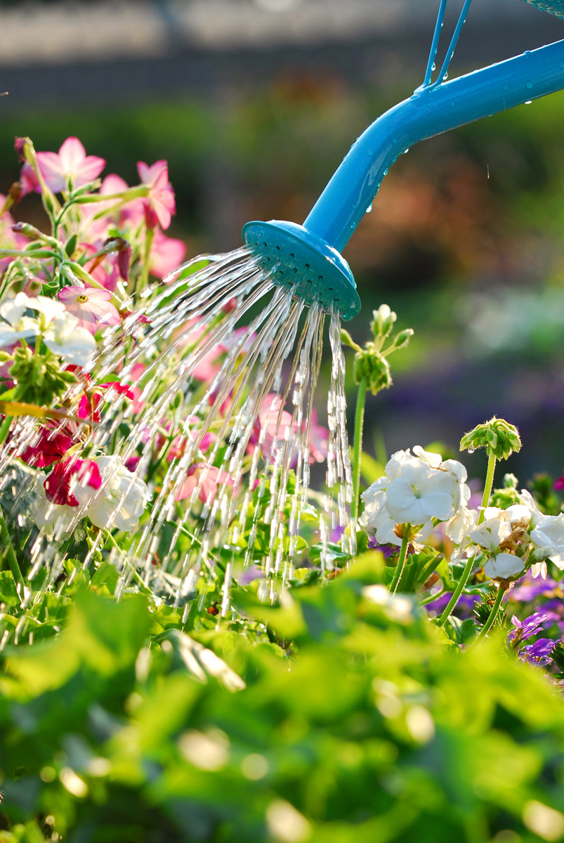 Watering flowers Risparmiare acqua si può, anche riutilizzando acqua priva di sostanze chimiche derivante da varie situazioni