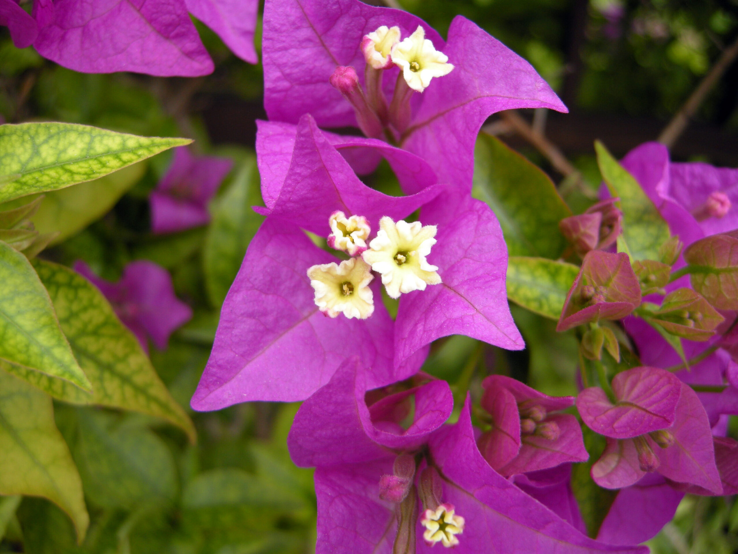 bougainvillea_f5 buganvillea