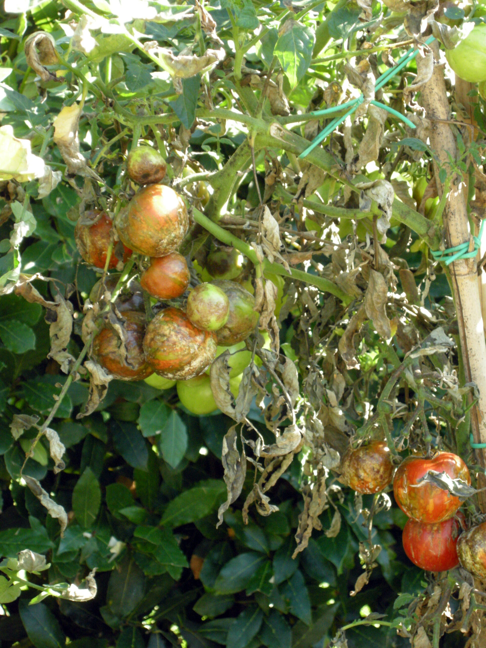 peronospora_pomodoro2 La peronospora è una malattia fungina che colpisce pomodori e ortaggi, nonché piante da fiore e spesso non lascia scampo